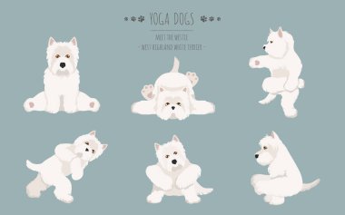Yoga köpekleri poz verir ve poster tasarımı yapar. Batı Highland Beyazı