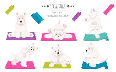 Yoga köpekleri poz verir ve poster tasarımı yapar. Batı Highland Beyazı