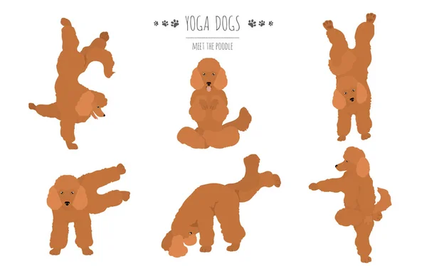 Cães de ioga poses e exercícios design de cartaz. Clipart de caniche — Vetor de Stock