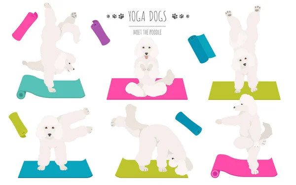 Perros de yoga posa y ejercicios diseño de póster. Clipart de caniche — Vector de stock