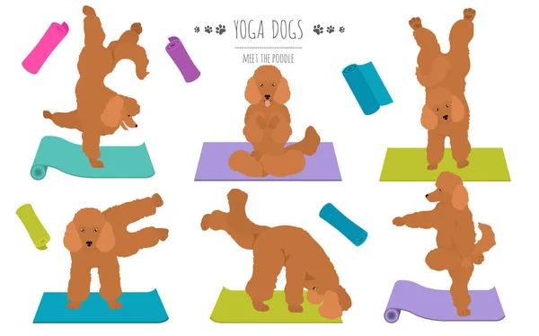 Cães de ioga poses e exercícios design de cartaz. Clipart de caniche — Vetor de Stock