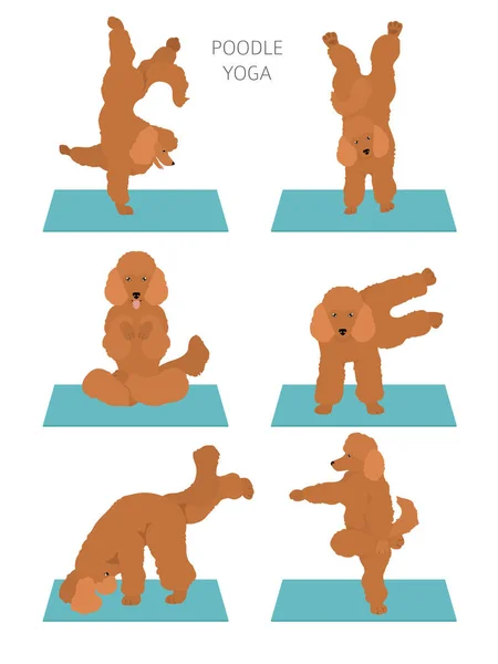 Yoga chiens pose et exercices poster design. Clipart de caniche — Image vectorielle