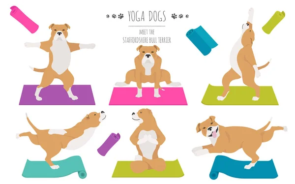 Perros de yoga posa y ejercicios diseño de póster. Toro de Staffordshire — Vector de stock