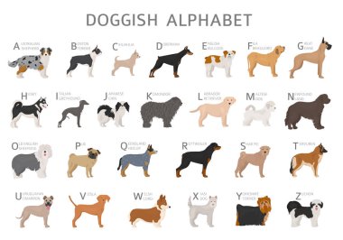 Köpek severler için köpek alfabesi. Köpek cinslerinin isimlerinin yazılı olduğu alfabe harfleri. Vektör illüstrasyonu