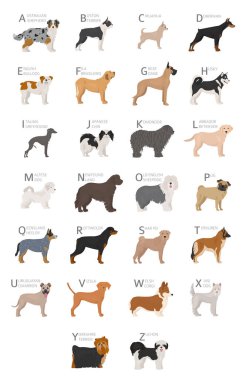 Köpek severler için köpek alfabesi. Köpek cinslerinin isimlerinin yazılı olduğu alfabe harfleri. Vektör illüstrasyonu