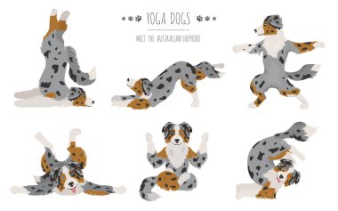 Yoga köpekleri poz verir ve egzersiz yapar. Avustralya çoban köpeği Clipart. Vektör illüstrasyonu