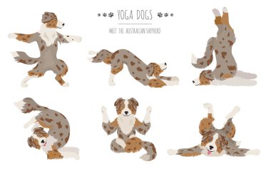 Yoga köpekleri poz verir ve egzersiz yapar. Avustralya çoban köpeği Clipart. Vektör illüstrasyonu