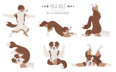 Yoga köpekleri poz verir ve egzersiz yapar. Avustralya çoban köpeği Clipart. Vektör illüstrasyonu