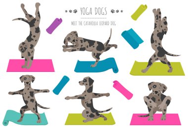 Yoga köpekleri poz verir ve poster tasarımı yapar. Catahoula leopar köpek tırnağı. Vektör illüstrasyonu