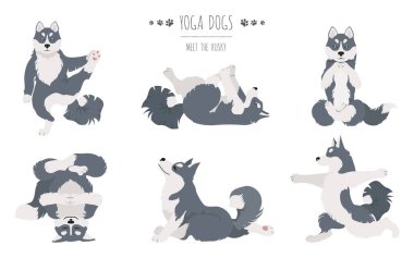 Yoga köpekleri poz verir ve egzersiz yapar. Sibirya Husky 'si ve Alaska Husky clipart. Vektör illüstrasyonu
