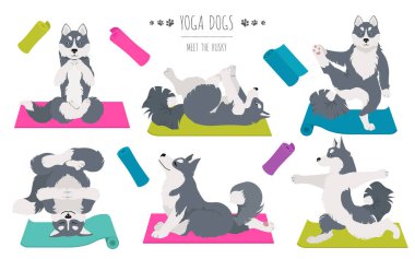 Yoga köpekleri poz verir ve egzersiz yapar. Sibirya Husky 'si ve Alaska Husky clipart. Vektör illüstrasyonu