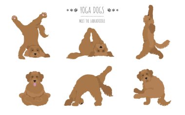 Yoga köpekleri poz verir ve poster tasarımı yapar. Labradoodle klipsi. Vektör illüstrasyonu