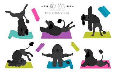 Yoga köpekleri poz verir ve poster tasarımı yapar. Portekiz su köpeği klipsi. Vektör illüstrasyonu