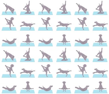 Yoga köpekleri poz verir ve kusursuz desen tasarımı yapar. Weimaraner dağılımı. Vektör illüstrasyonu