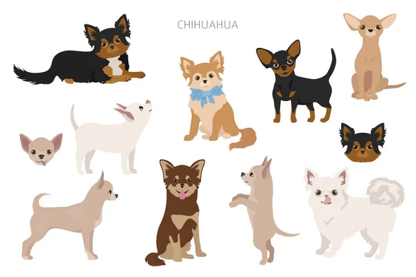 Chihuahua Honden Pose Verschillende Variëteiten Vachtkleuren Set Vectorillustratie — Stockvector