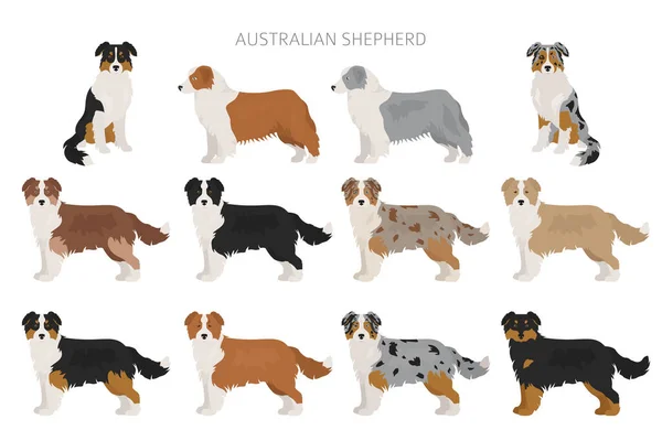 Perro Pastor Australiano Diferentes Variaciones Capa Color Conjunto Ilustración Vectorial — Archivo Imágenes Vectoriales