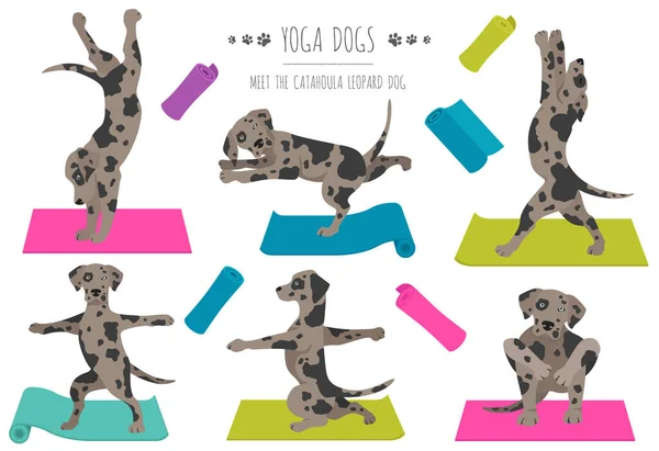 Cães Ioga Poses Exercícios Design Cartaz Catahoula Leopardo Clipart Cão — Vetor de Stock