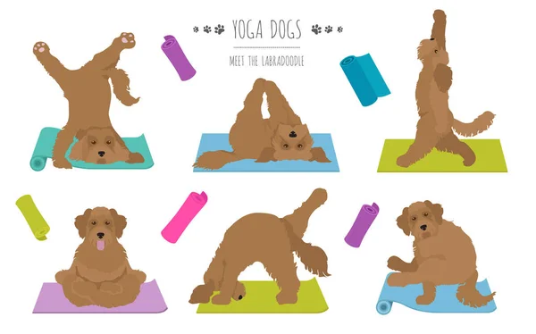 Cães Ioga Poses Exercícios Design Cartaz Clipart Labradoodle Ilustração Vetorial — Vetor de Stock