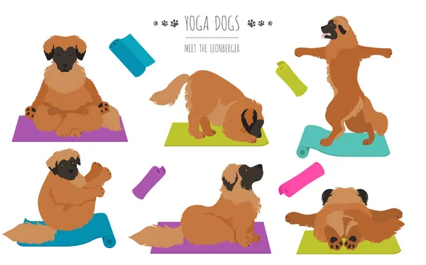 Yoga Hunde Posieren Und Üben Plakatgestaltung Leonberger Klippe Vektorillustration — Stockvektor