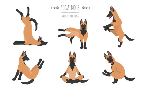 Joga Psy Stwarza Ćwiczenia Projekt Plakatu Belgijskie Malinois Clipart Ilustracja — Wektor stockowy