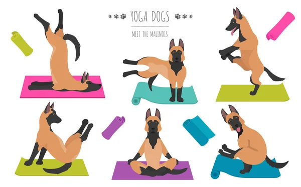 Cães Ioga Poses Exercícios Design Cartaz Clipart Malinois Belga Ilustração — Vetor de Stock