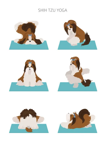 Cães Ioga Poses Exercícios Design Cartaz Shih Tzu Clipart Ilustração — Vetor de Stock