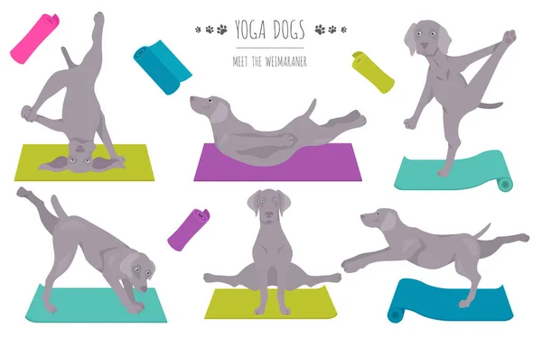 Cães Ioga Poses Exercícios Design Cartaz Clipart Weimaraner Ilustração Vetorial — Vetor de Stock