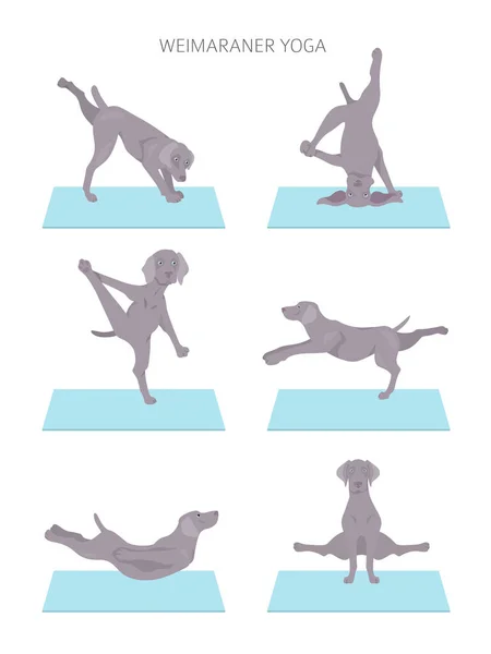 Cães Ioga Poses Exercícios Design Cartaz Clipart Weimaraner Ilustração Vetorial — Vetor de Stock