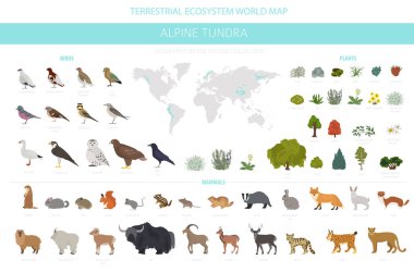 Apine tundra biome, natural region infographic. Terrestrial ecosystem world map. Animals, birds and plants design set. Vector illustration clipart