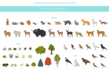 Apine tundra biome, natural region infographic. Terrestrial ecosystem world map. Animals, birds and plants design set. Vector illustration clipart