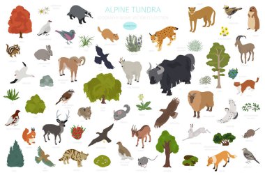 Apine tundra biyomu, doğal bölge izometrik bilgi. Karasal ekosistem dünya haritası. Hayvanlar, kuşlar ve bitkiler dizayn edildi. Vektör illüstrasyonu