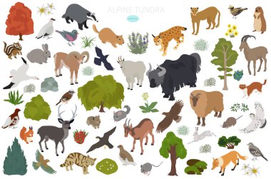 Apine tundra biyomu, doğal bölge izometrik bilgi. Karasal ekosistem dünya haritası. Hayvanlar, kuşlar ve bitkiler dizayn edildi. Vektör illüstrasyonu