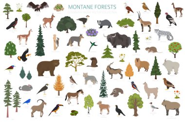 Montan Ormanı Biomu, doğal bölge bilgileri. Karasal ekosistem dünya haritası. Hayvanlar, kuşlar ve bitkiler ekosistem dizaynı. Vektör illüstrasyonu