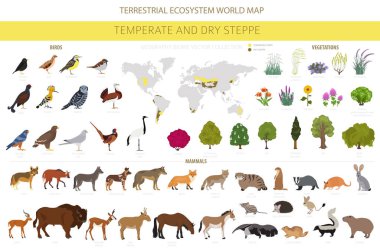 Temperate and dry steppe biome, natural region infographic. Prarie, steppe, grassland, pampas. Terrestrial ecosystem world map. Animals, birds and vegetations ecosystem design set. Vector illustration clipart
