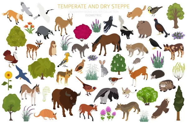 Bioma Estepe Temperado Seco Infográfico Isométrico Região Natural Prarie Estepe —  Vetores de Stock