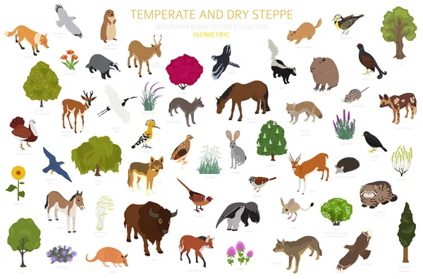 Temperate Dry Steppe Biome Natural Region Isometric Infographic Prarie Steppe — Stock Vector