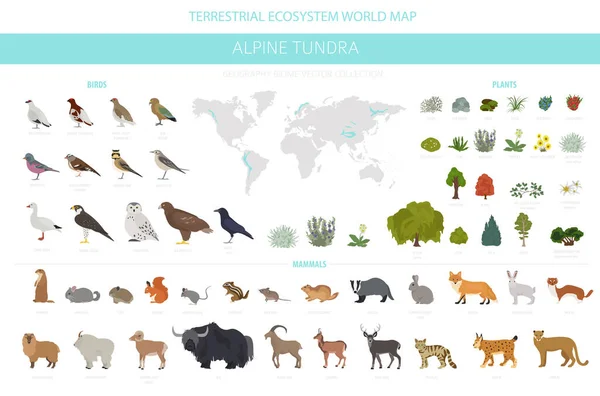 アピン ツンドラ バイオーム 自然地域のインフォグラフィック 地球生態系世界地図 植物のデザインセット ベクターイラスト — ストックベクタ