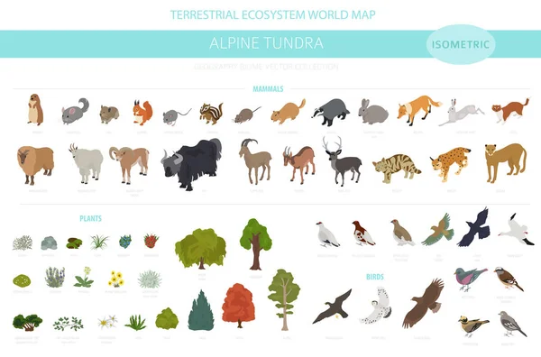 Bioma Tundra Apine Região Natural Infográfico Isométrico Mapa Mundo Ecossistema — Vetor de Stock