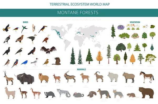 Montane Lesní Biome Přírodní Region Infographic Mapa Světa Pozemního Ekosystému — Stockový vektor