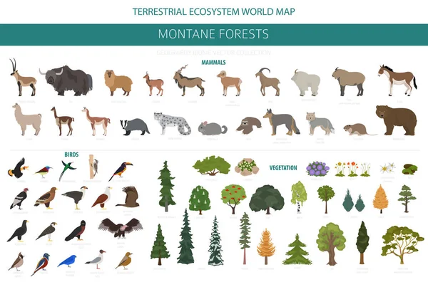 モンタンの森のバイオーム 自然地域のインフォグラフィック 地球生態系世界地図 植生生態系の設計セット ベクターイラスト — ストックベクタ