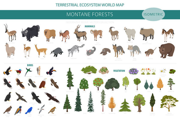 Montane forest biome, natural region infographic. Isometric version. Terrestrial ecosystem world map. Animals, birds and vegetations ecosystem design set. Vector illustration