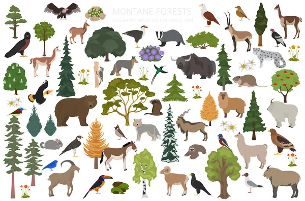 Biom Leśny Montane Infografika Regionu Naturalnego Mapa Świata Ekosystemów Lądowych — Wektor stockowy