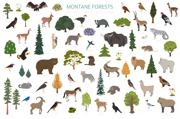 Biom Leśny Montane Infografika Regionu Naturalnego Mapa Świata Ekosystemów Lądowych — Wektor stockowy