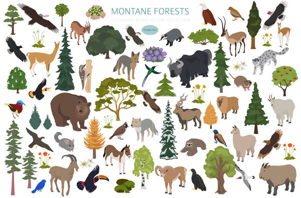 Montane forest biome, natural region infographic. Isometric version. Terrestrial ecosystem world map. Animals, birds and vegetations ecosystem design set. Vector illustration