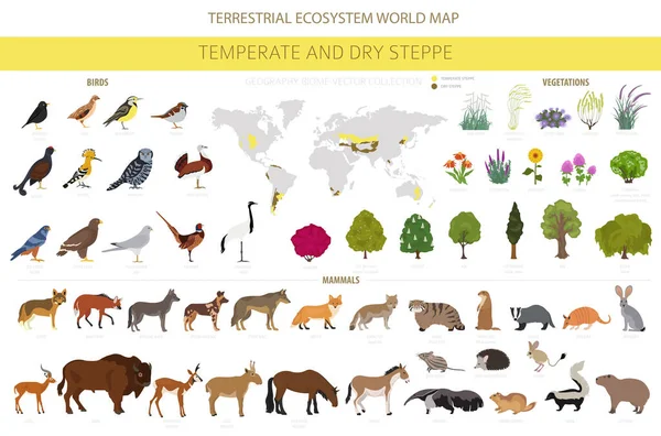 Biome Des Steppes Tempérées Sèches Infographie Des Régions Naturelles Prarie — Image vectorielle