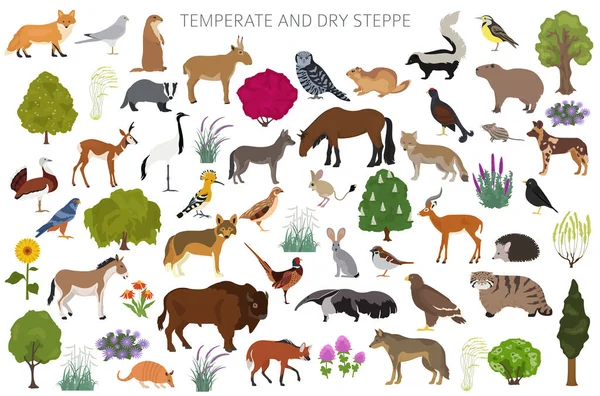 Temperate Dry Steppe Biome Natural Region Infographic Prarie Steppe Grassland — Stock Vector