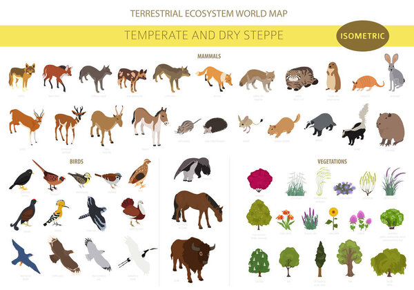 Умеренный и сухой степной биом, природная область изометрическая инфографика. Прари, степь, луга, пампасы. Карта мира земных экосистем. Набор экосистем животных, птиц и растительности. Векторная иллюстрация
