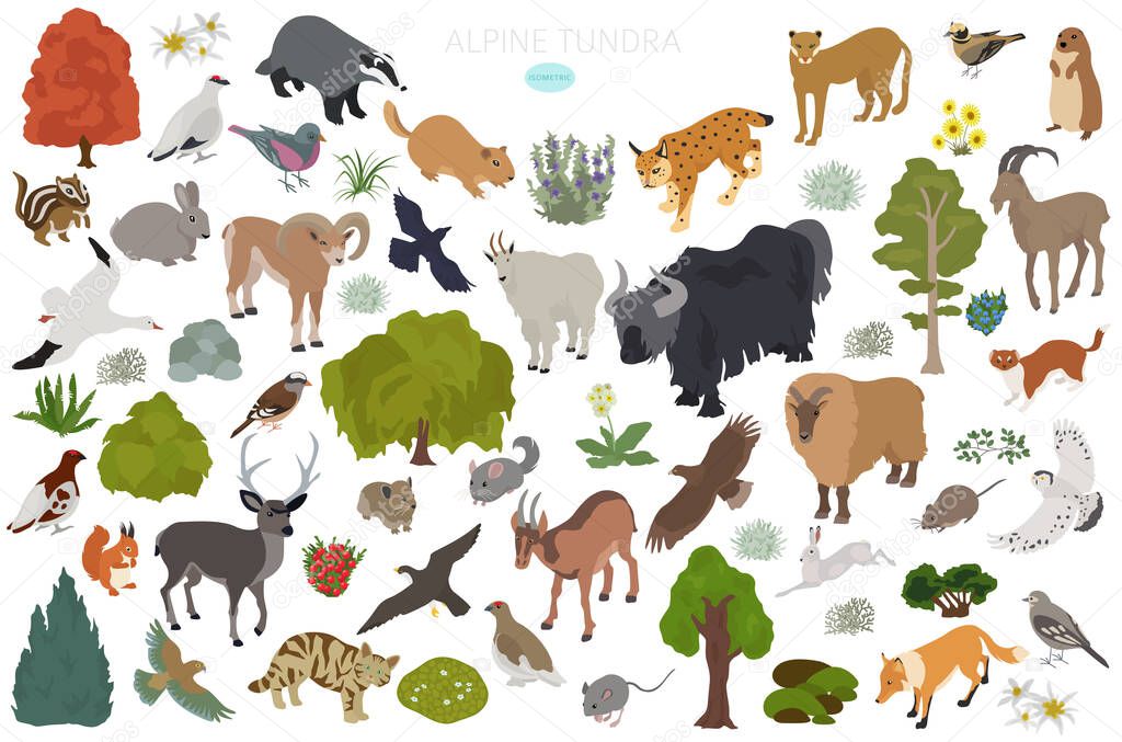 Apine tundra biome, natural region isometric infographic. Terrestrial ecosystem world map. Animals, birds and plants design set. Vector illustration