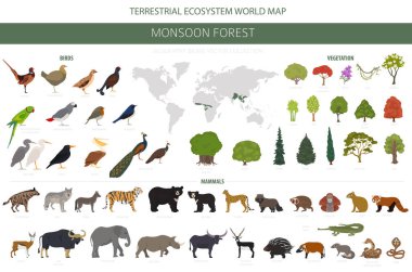 Monsoon forest biome, natural region infographic. Terrestrial ecosystem world map. Animals, birds and vegetations design set. Vector illustration