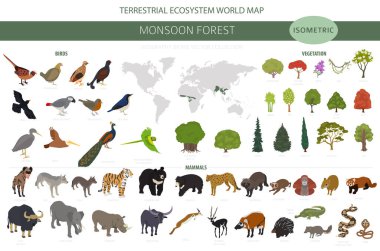 Monsoon forest biome, natural region infographic. Terrestrial ecosystem world map. Animals, birds and vegetations isometric design set. Vector illustration